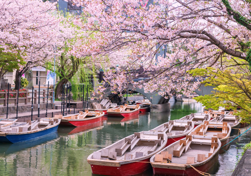 日本九州春櫻乍現5日